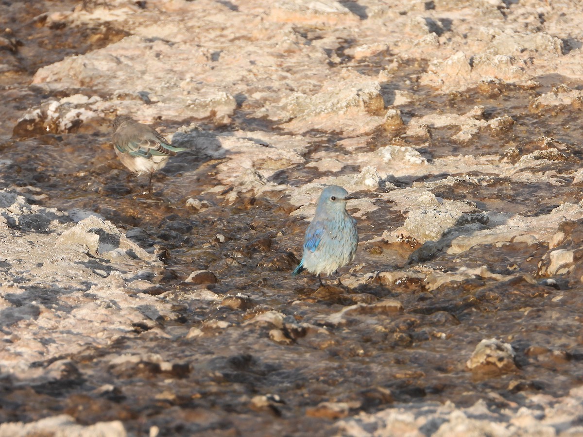 Mountain Bluebird - ML623848263