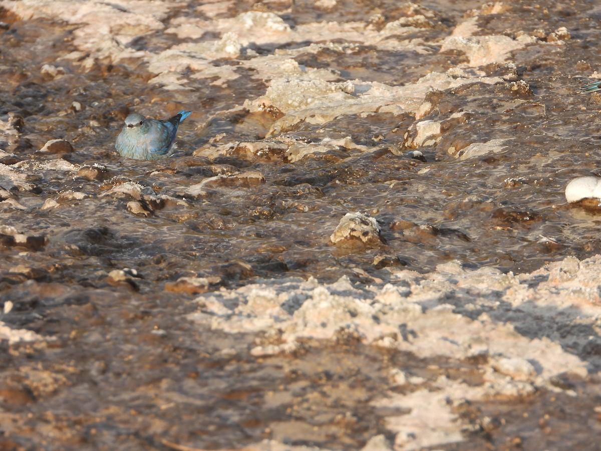 Mountain Bluebird - ML623848271