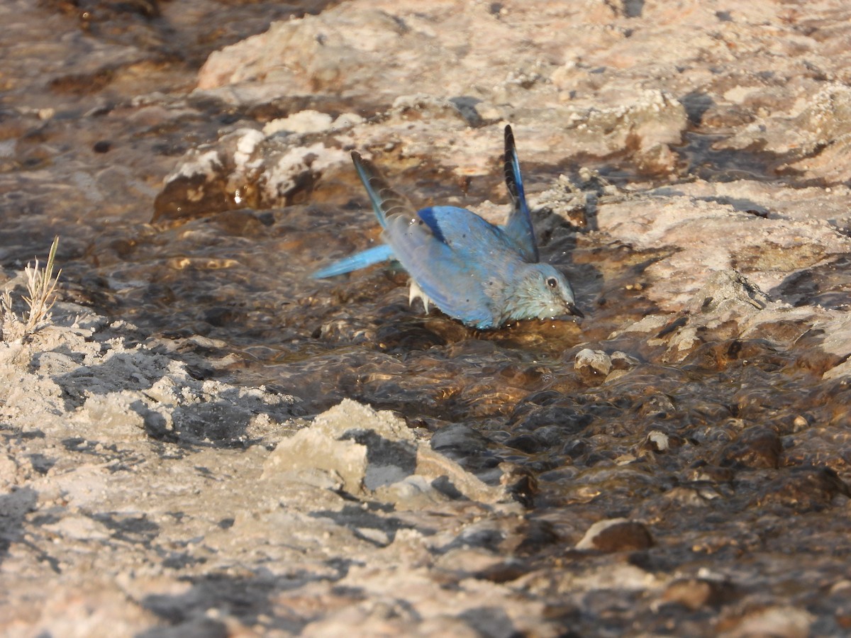 Mountain Bluebird - joe sweeney