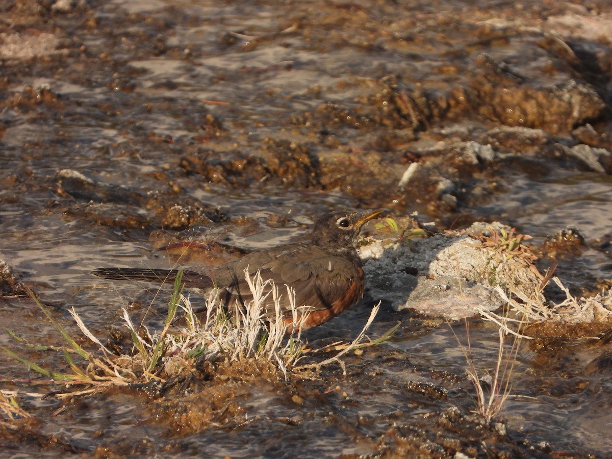 American Robin - ML623848288