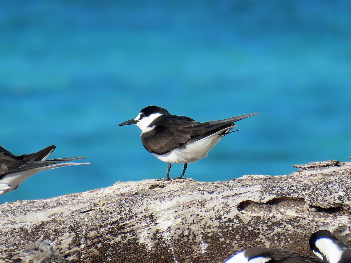 Sooty Tern - ML623848289