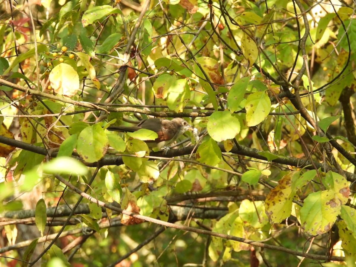 Yellow-billed Cuckoo - ML623848305