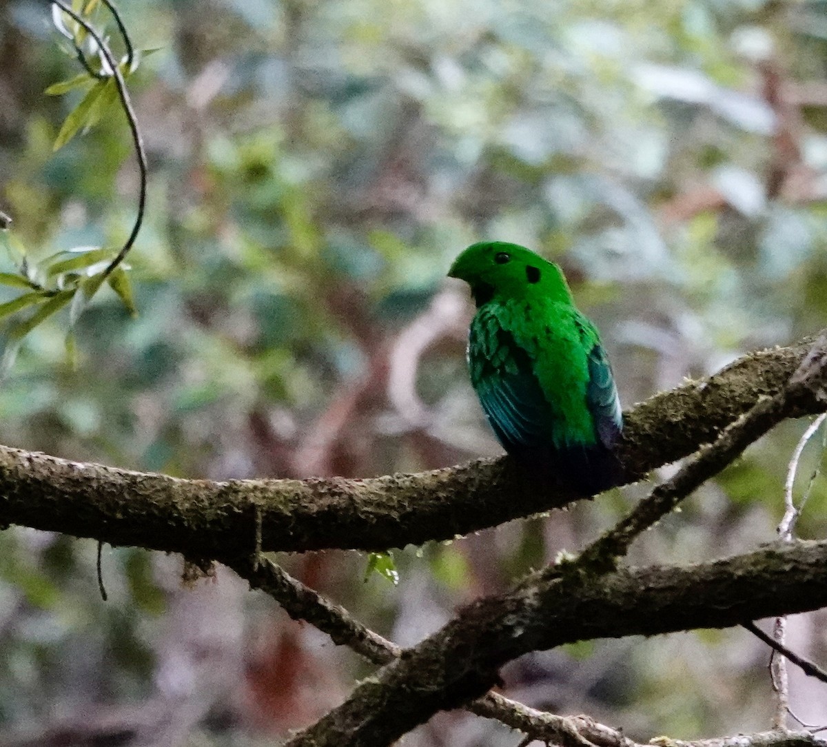 Whitehead's Broadbill - ML623848309