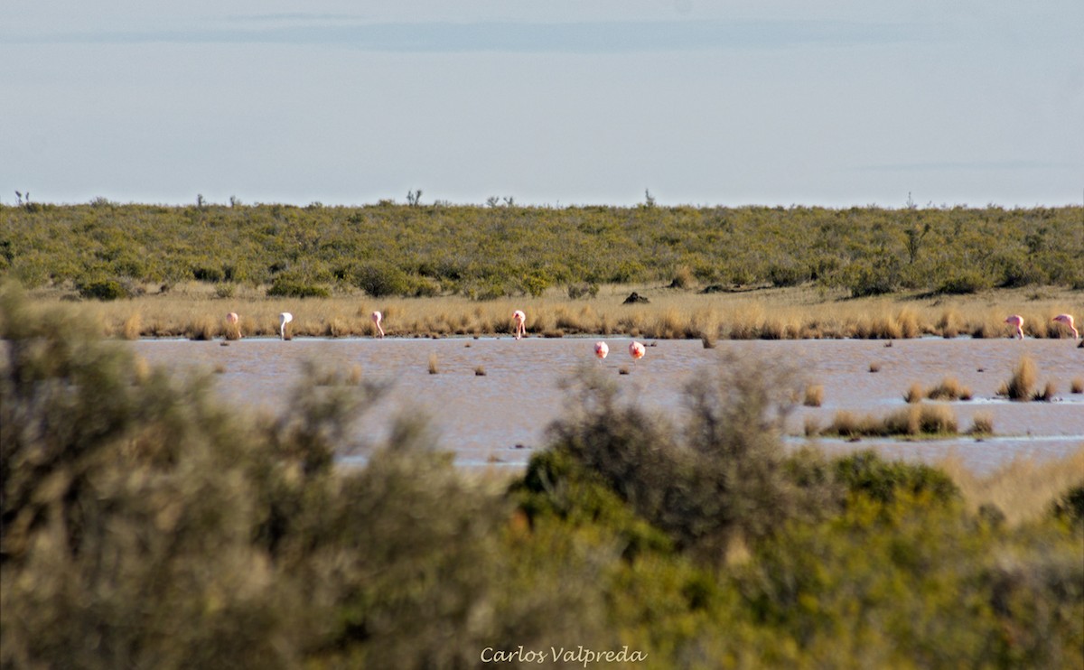 Chilean Flamingo - ML623848317