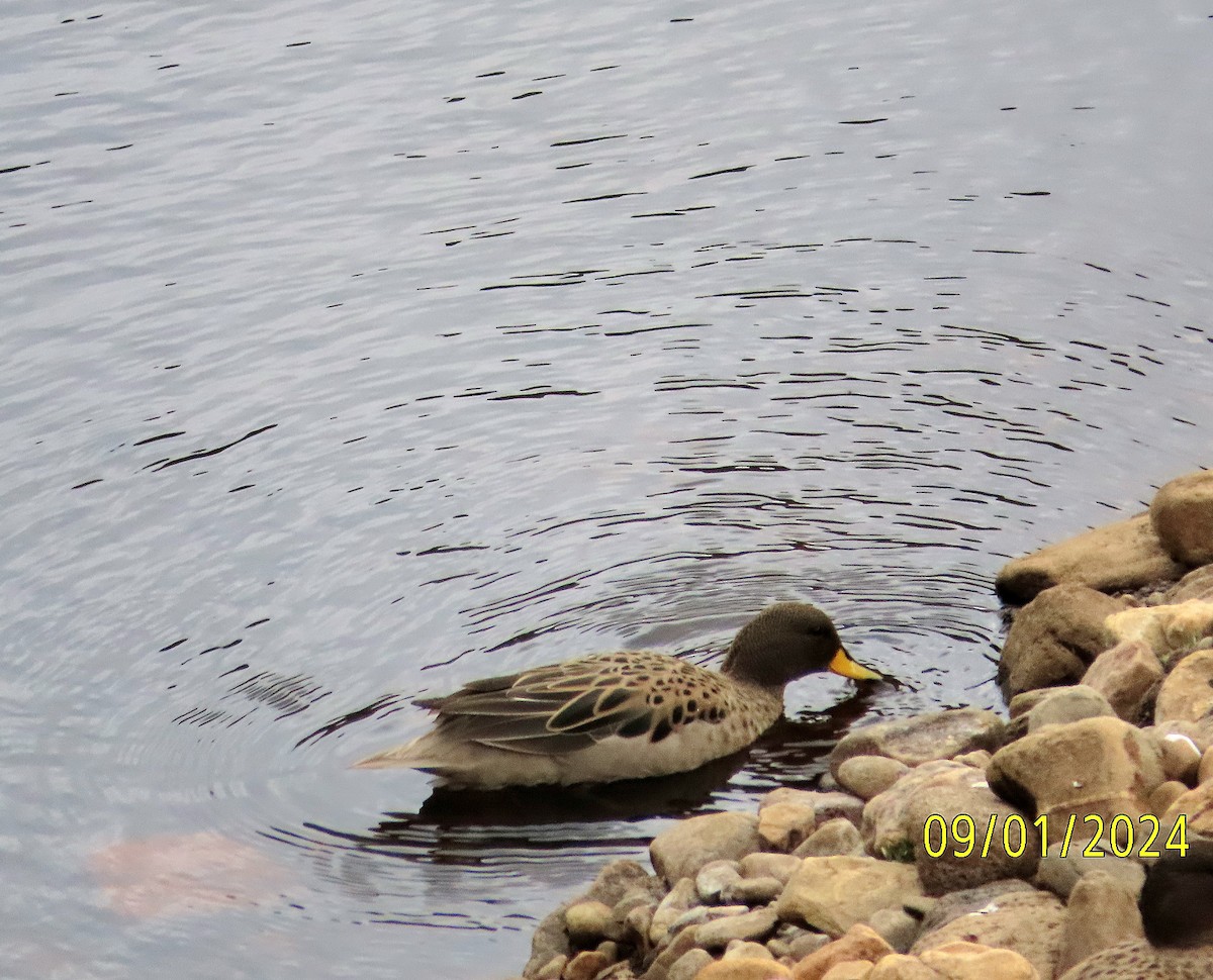 Yellow-billed Pintail - ML623848335