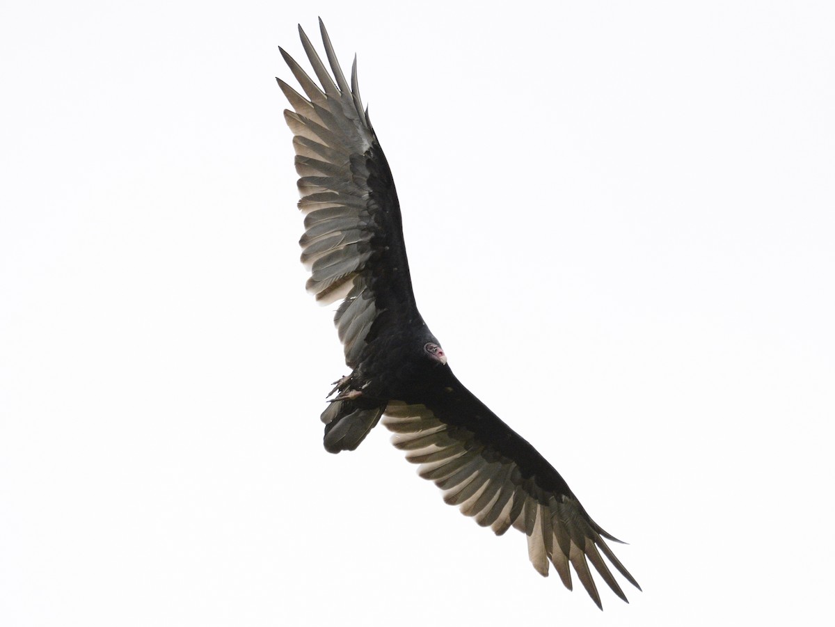 Turkey Vulture - ML623848355