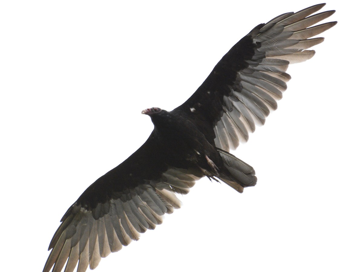 Turkey Vulture - ML623848356