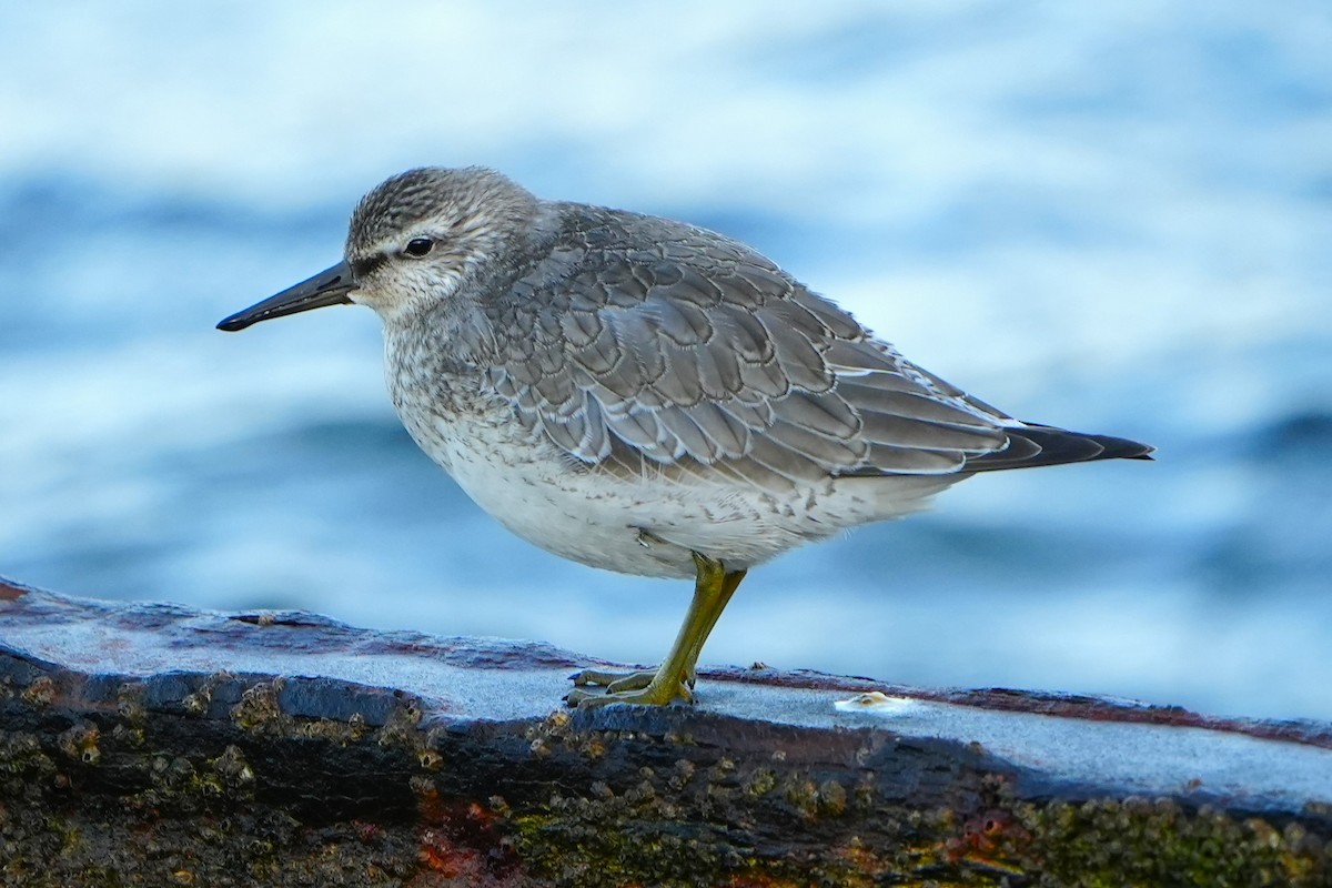 Red Knot - Anonymous