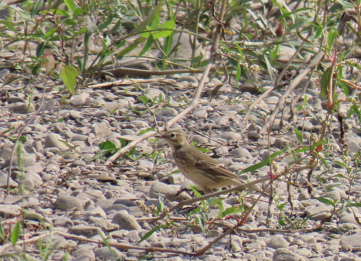 American Pipit - ML623848373