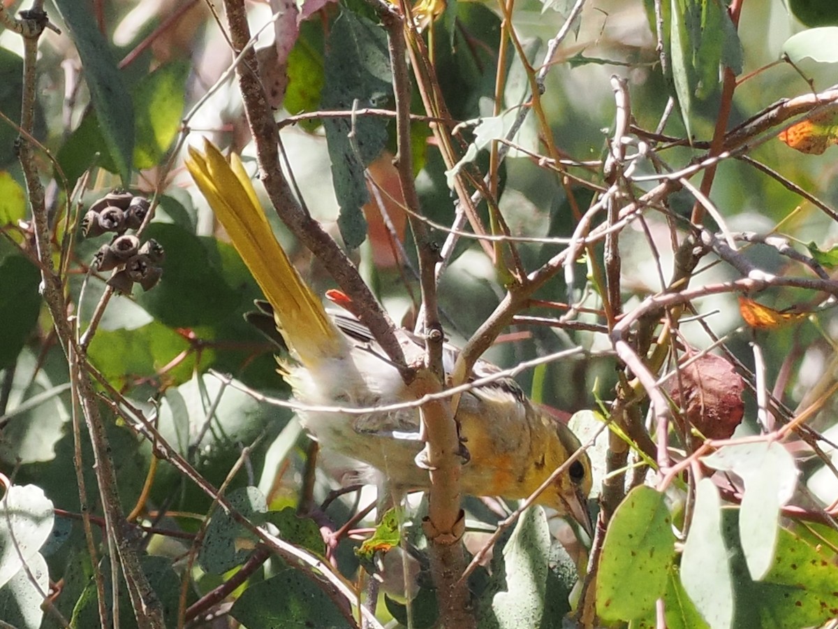 Bullock's Oriole - ML623848377