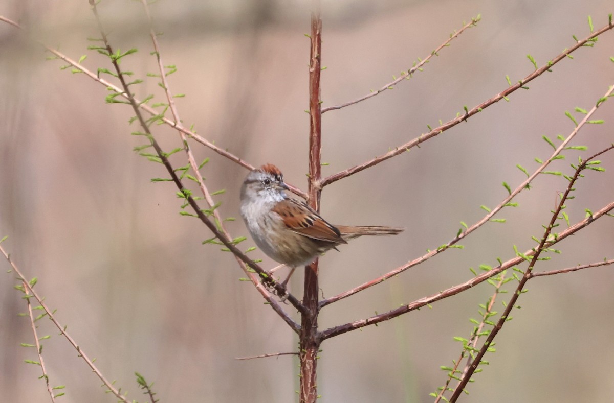 Swamp Sparrow - ML623848396