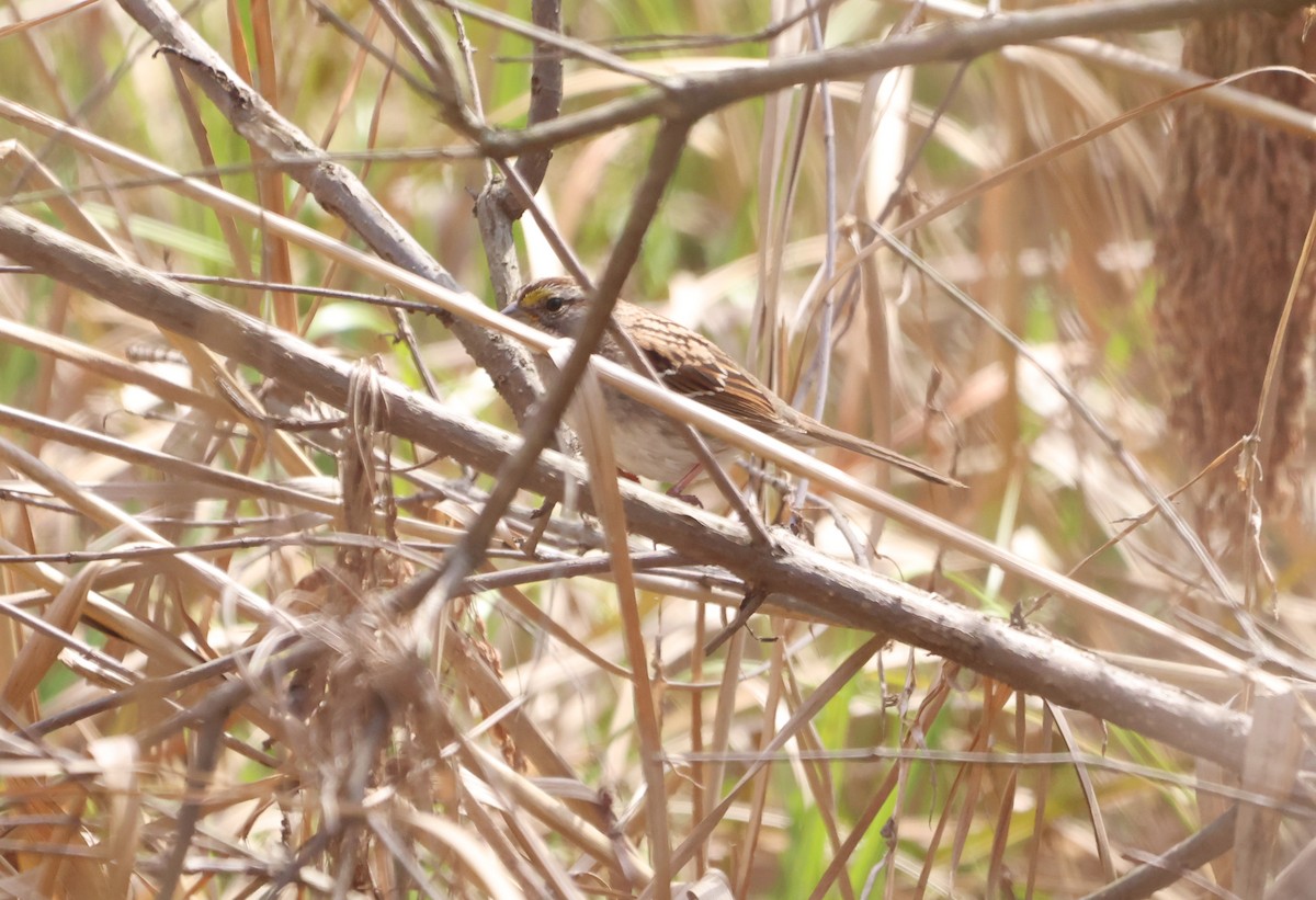 White-throated Sparrow - ML623848436