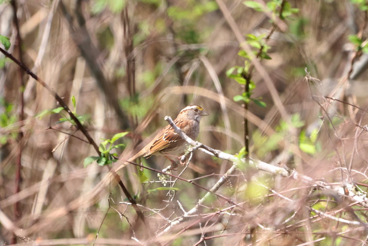 White-throated Sparrow - ML623848437