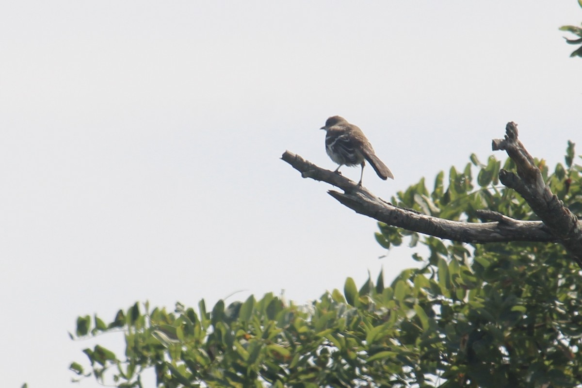 Northern Mockingbird - Melissa Grauel