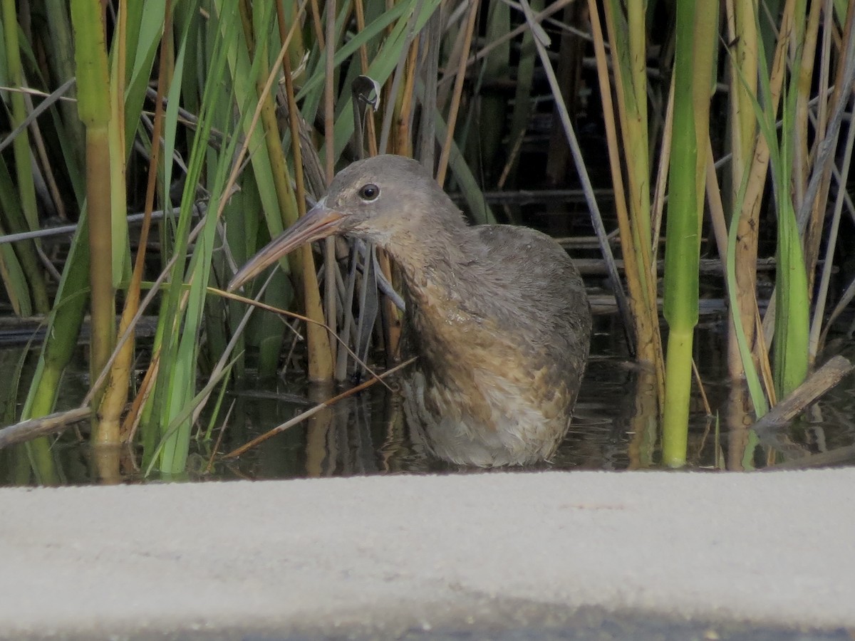 Clapper Rail - Michael Rosengarten