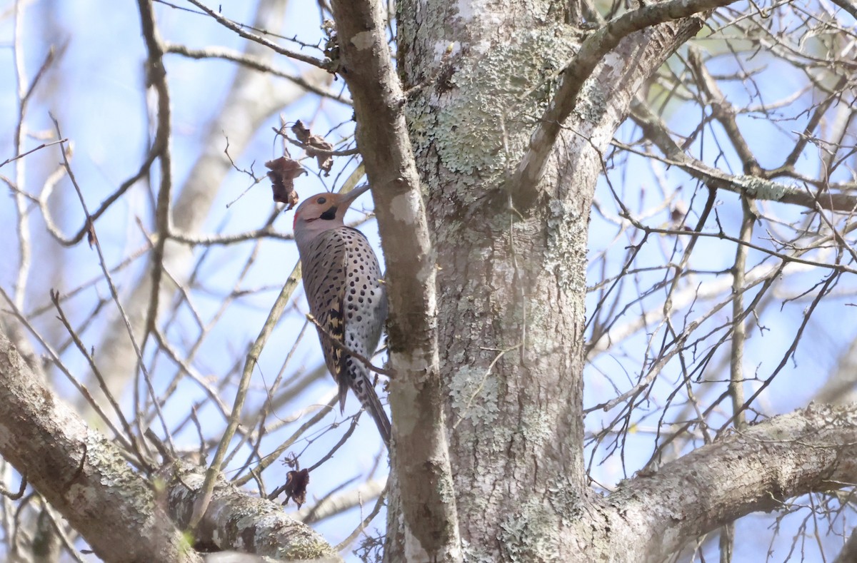 Northern Flicker - ML623848459