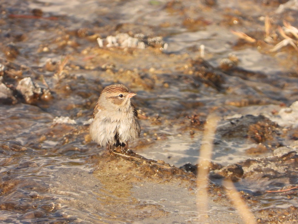 Chipping Sparrow - ML623848464