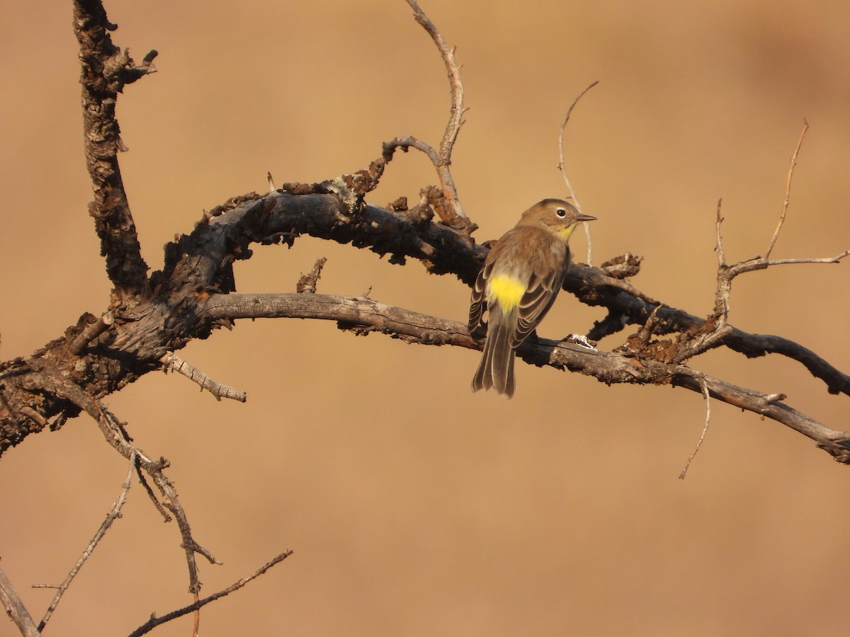 Yellow-rumped Warbler - ML623848472