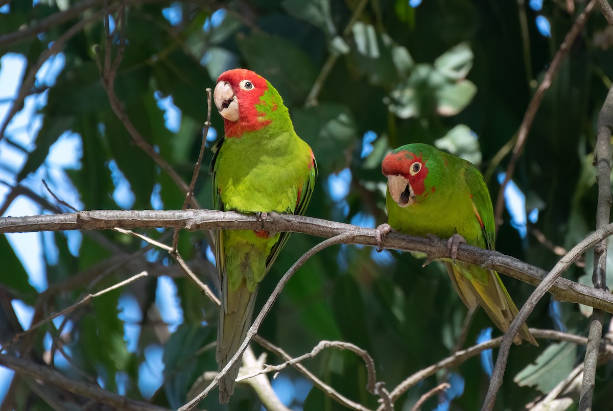 オナガアカボウシインコ - ML623848478