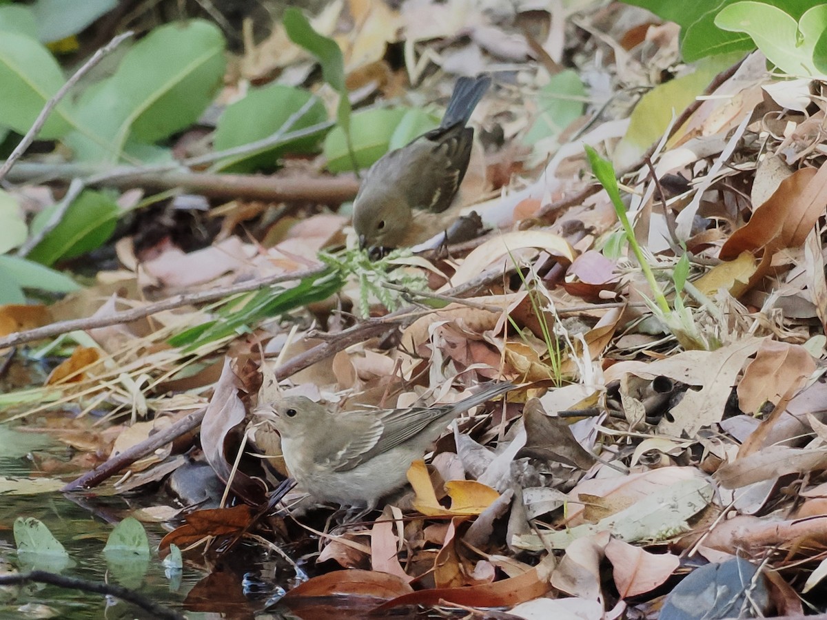 Lazuli Bunting - ML623848480