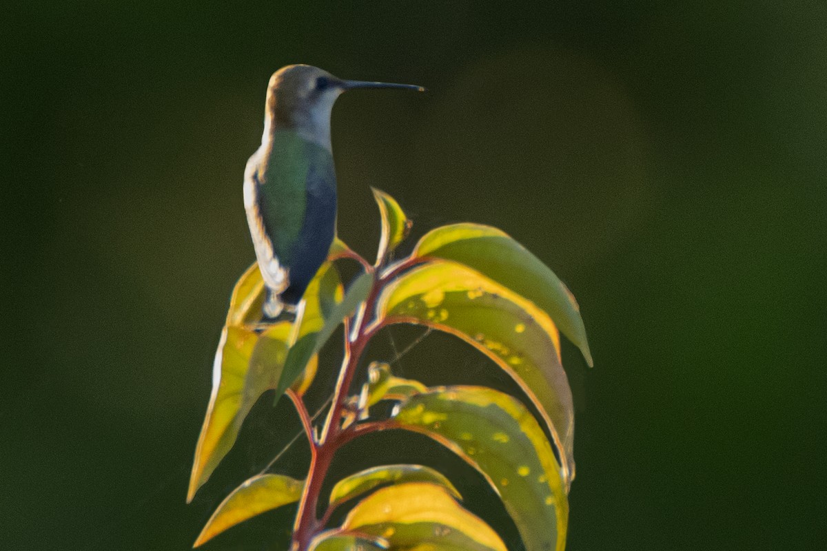 Ruby-throated Hummingbird - Dale Bargmann