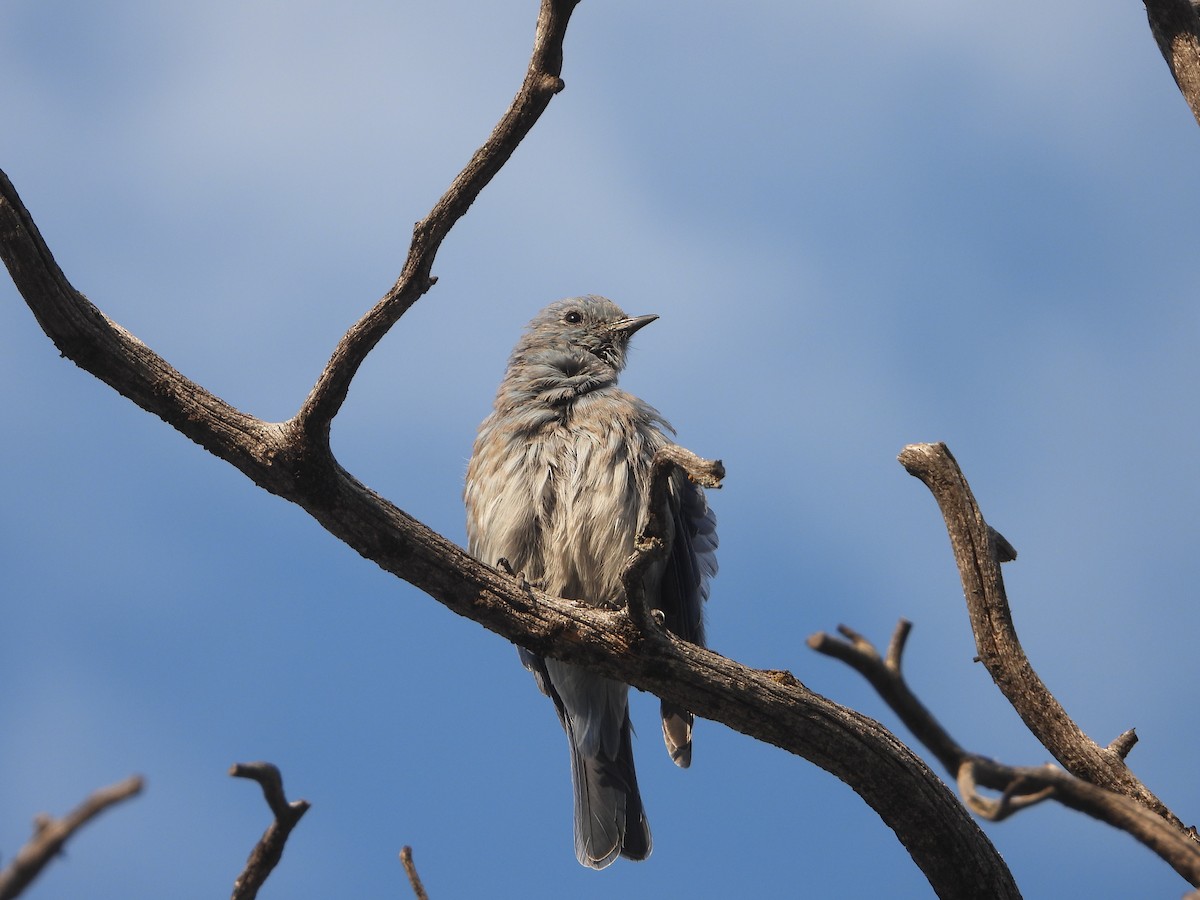 Mountain Bluebird - ML623848500