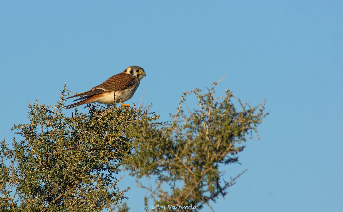 American Kestrel - ML623848503