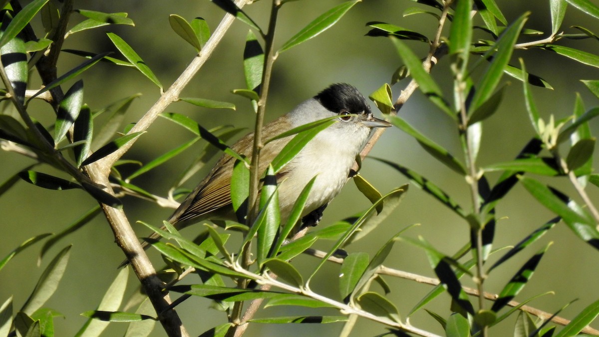 Eurasian Blackcap - ML623848506