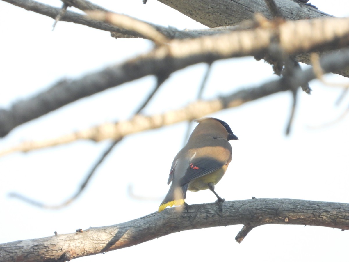 Cedar Waxwing - ML623848510