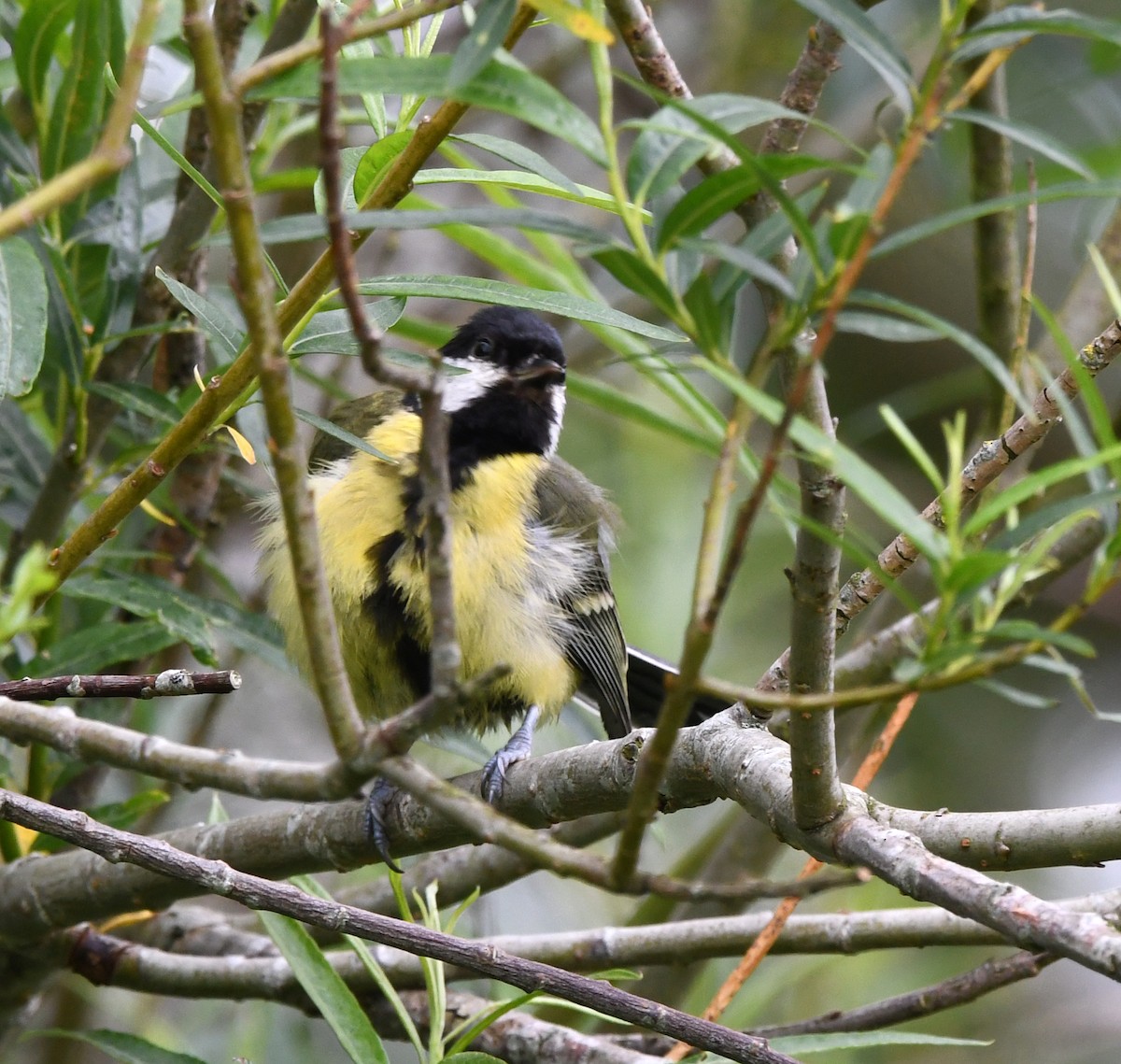 Great Tit (Great) - ML623848512