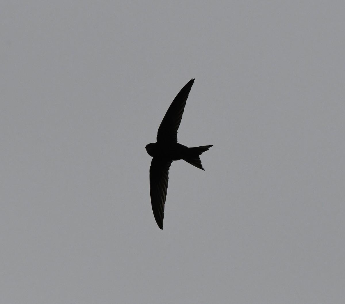 Common Swift - ML623848515