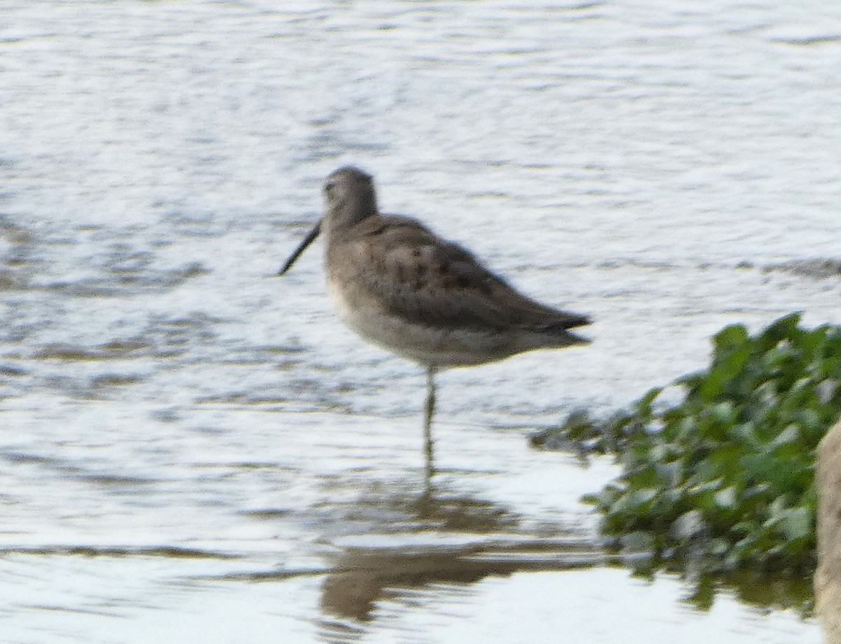 Long-billed Dowitcher - ML623848521