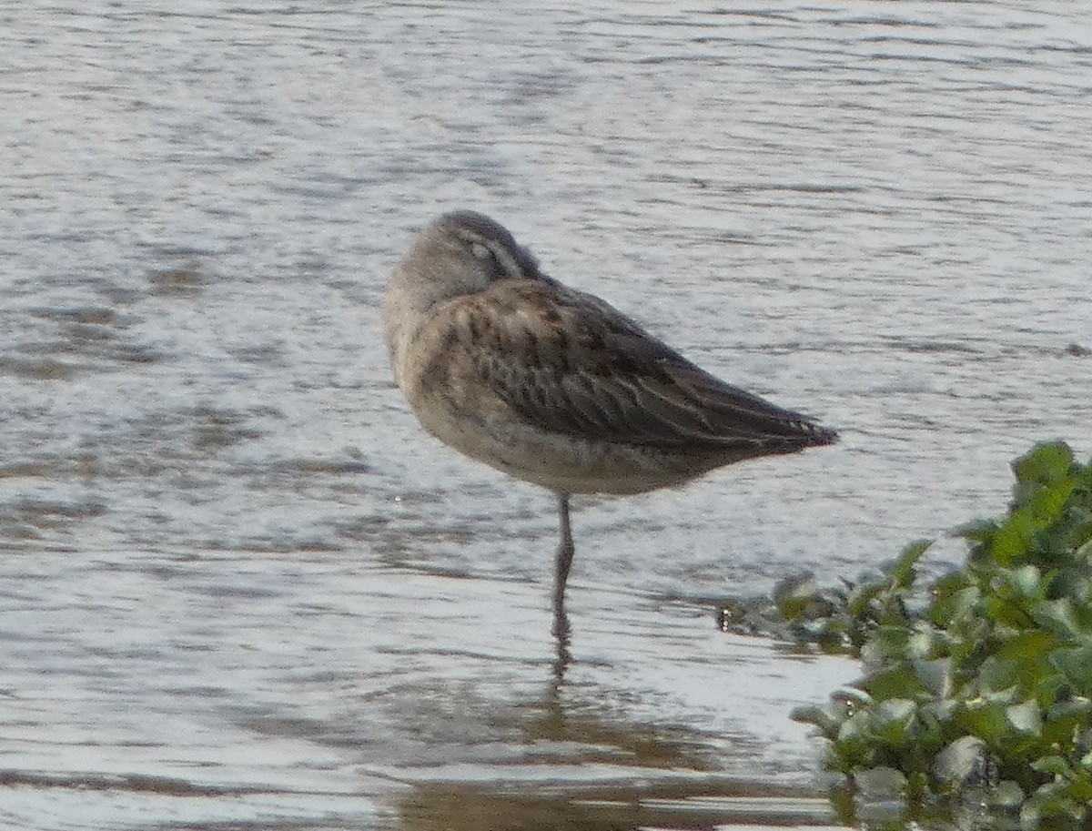 Long-billed Dowitcher - ML623848522