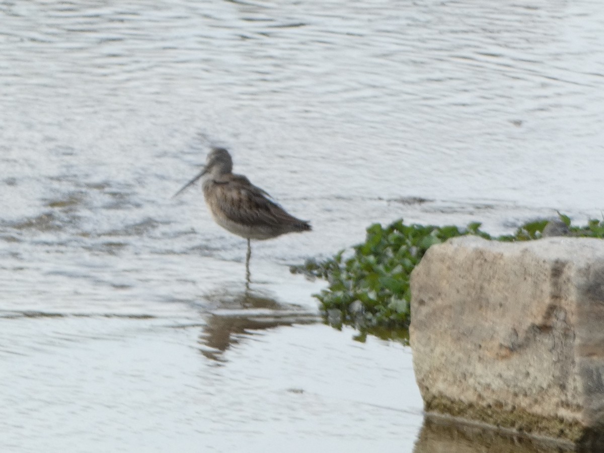 Long-billed Dowitcher - ML623848523