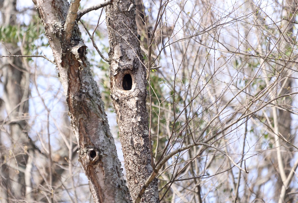 Pileated Woodpecker - ML623848526