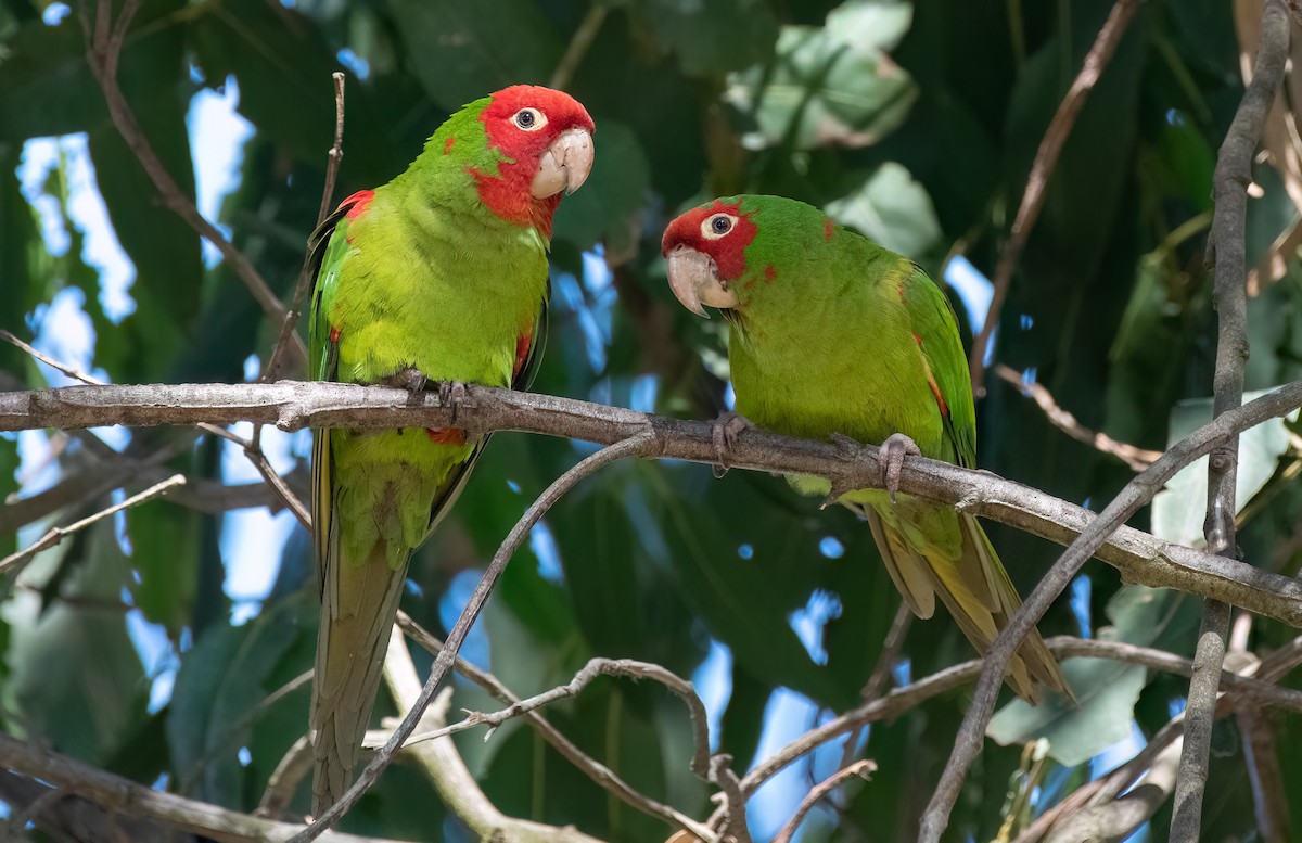 オナガアカボウシインコ - ML623848537