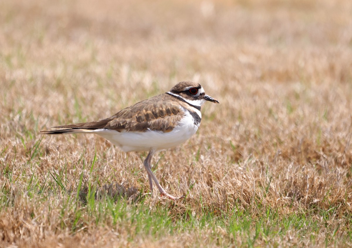 Killdeer - ML623848556