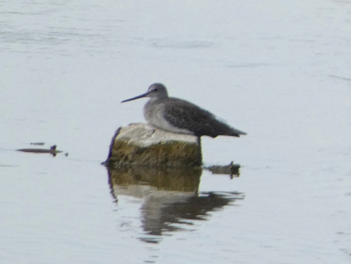 Greater Yellowlegs - ML623848558