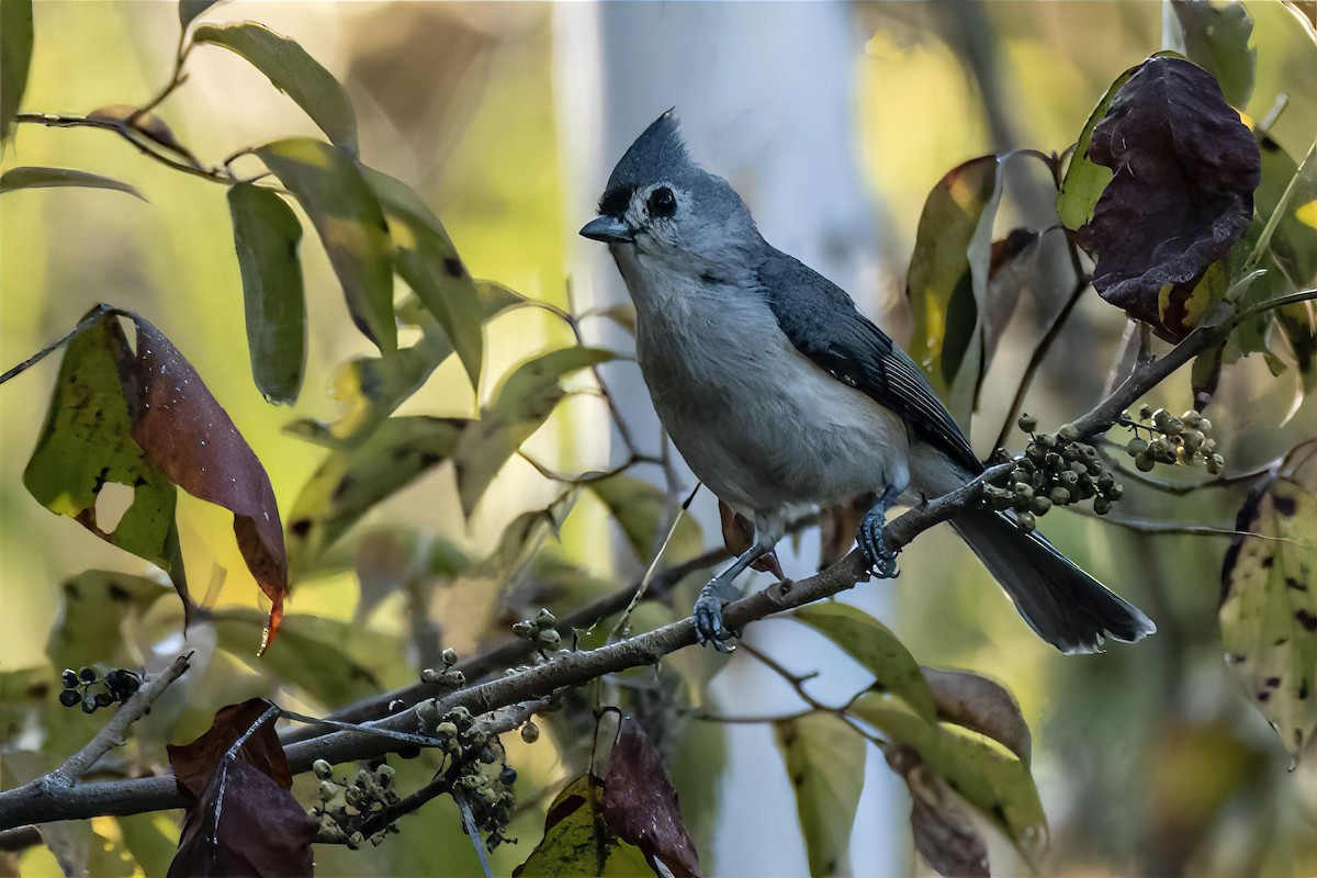 Tufted Titmouse - ML623848575