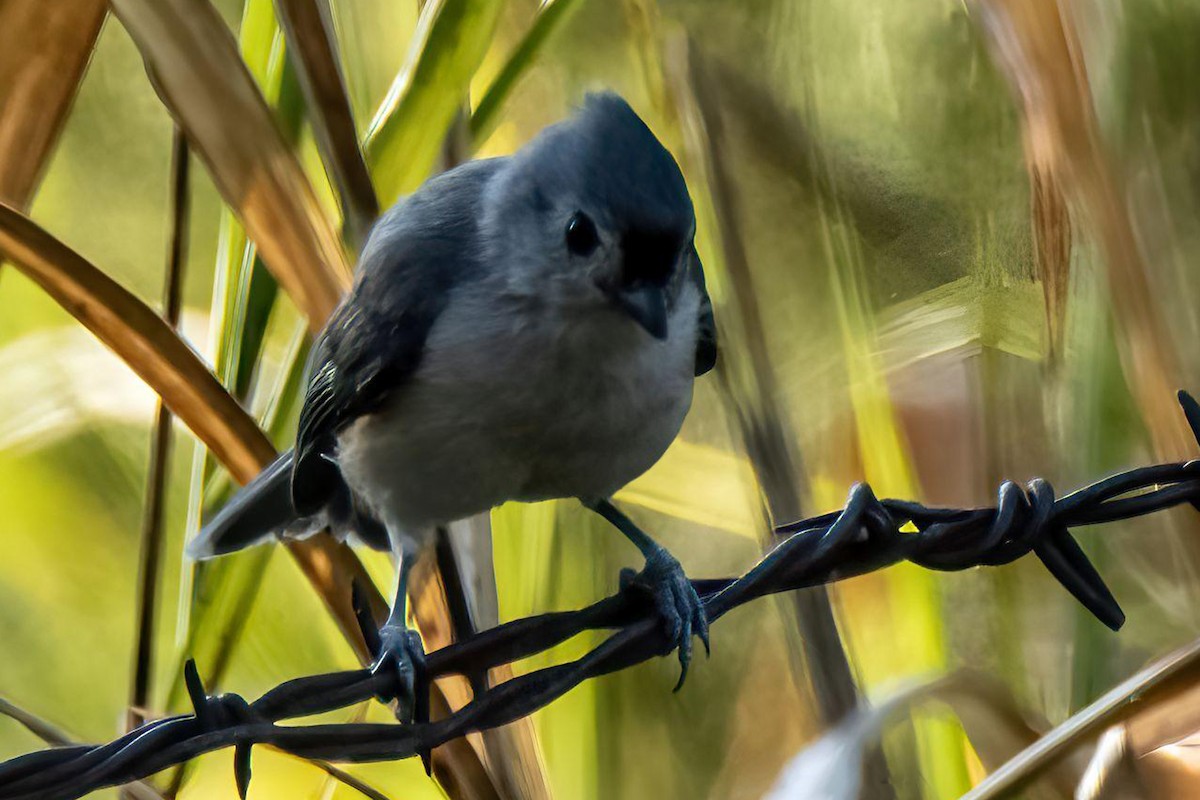 Tufted Titmouse - ML623848578