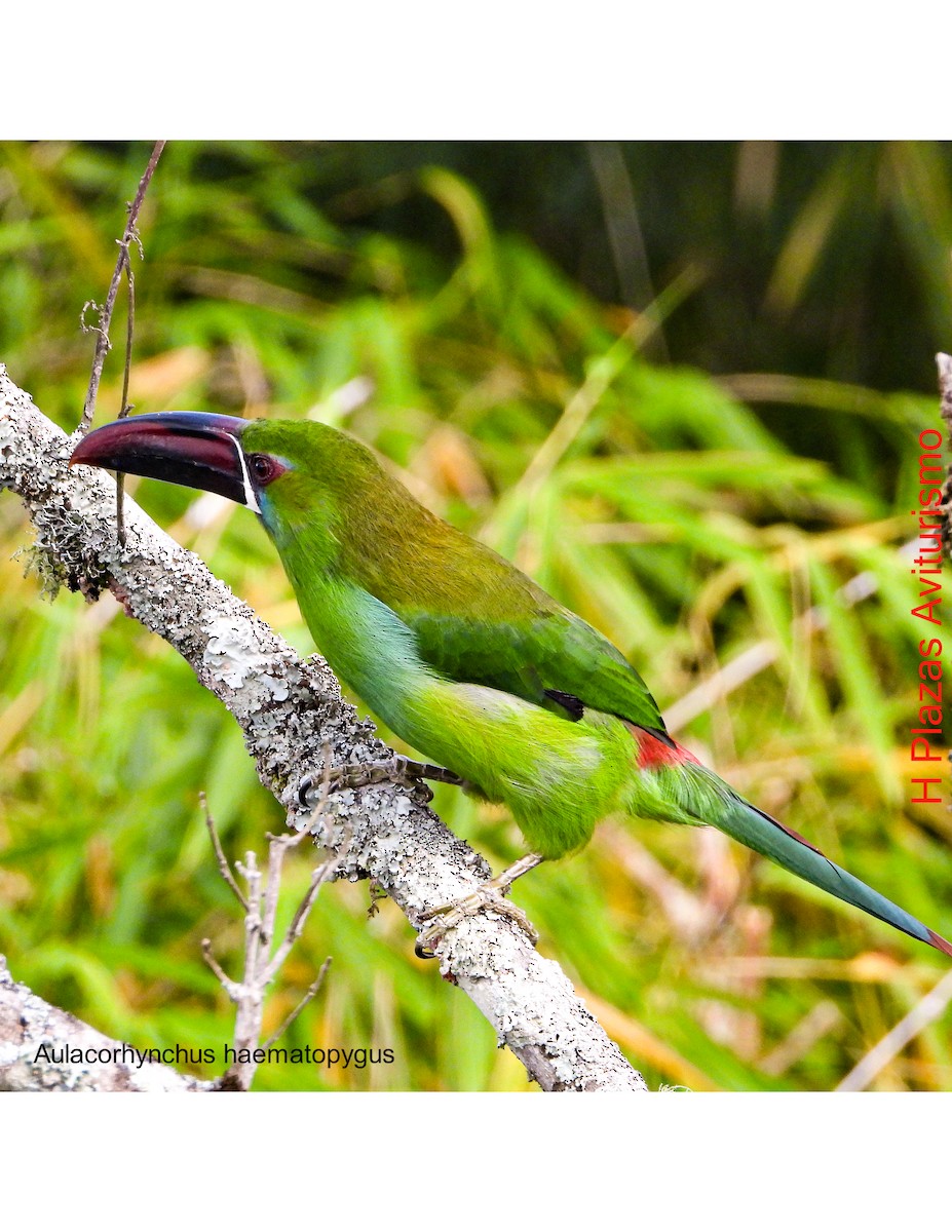 Crimson-rumped Toucanet - ML623848614