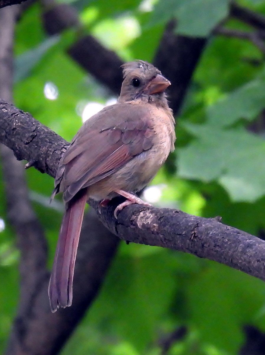 Northern Cardinal - ML623848625