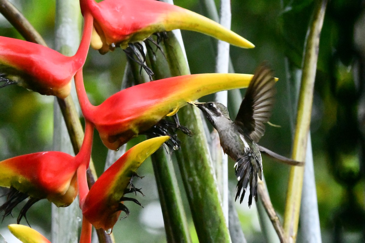 Colibrí Pochotero - ML623848631