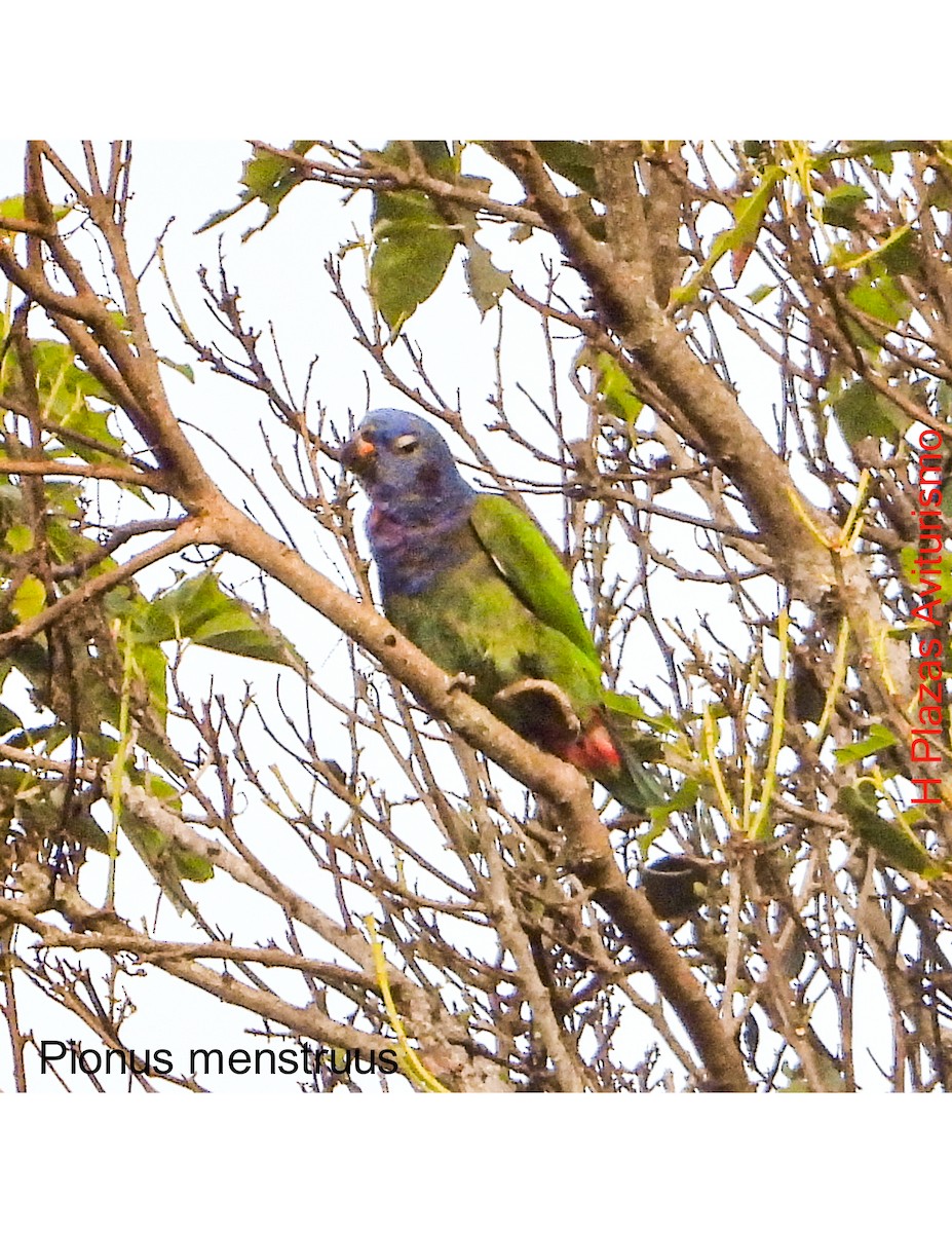 Blue-headed Parrot - ML623848633
