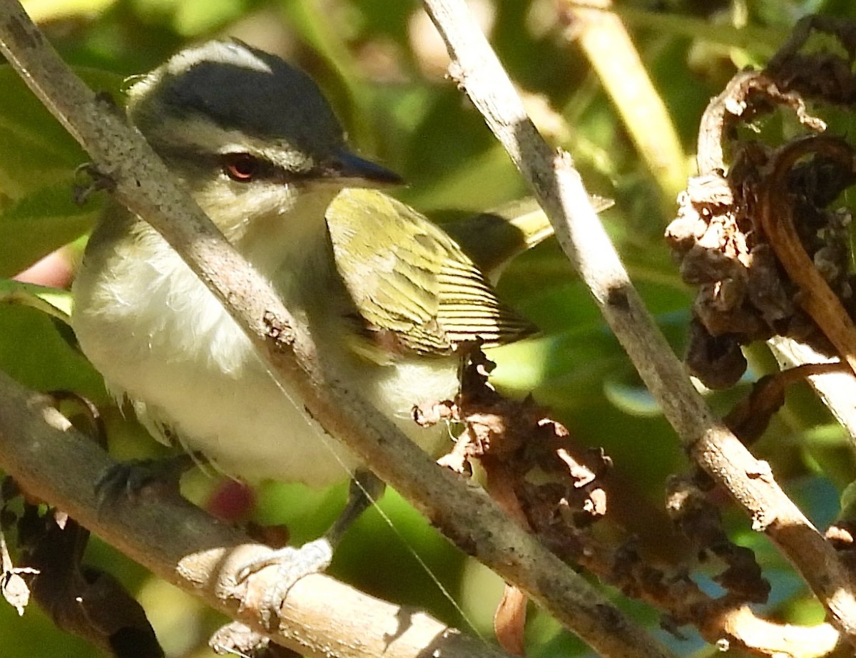 Red-eyed Vireo - ML623848637