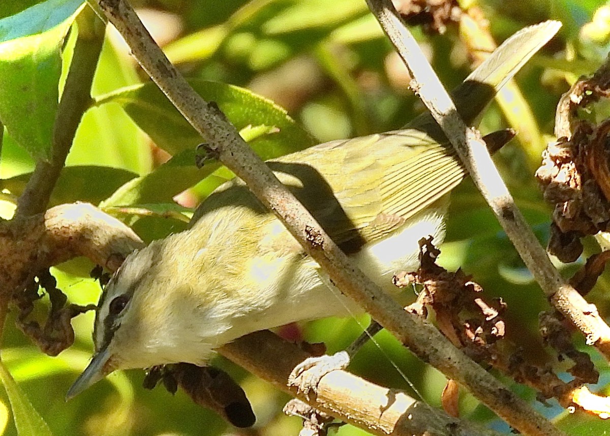 Red-eyed Vireo - ML623848639