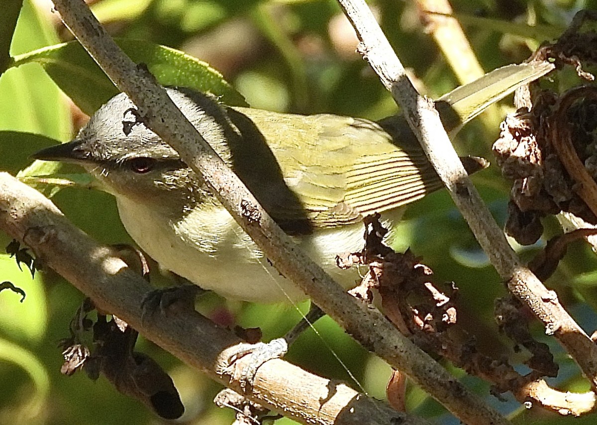 Red-eyed Vireo - ML623848640