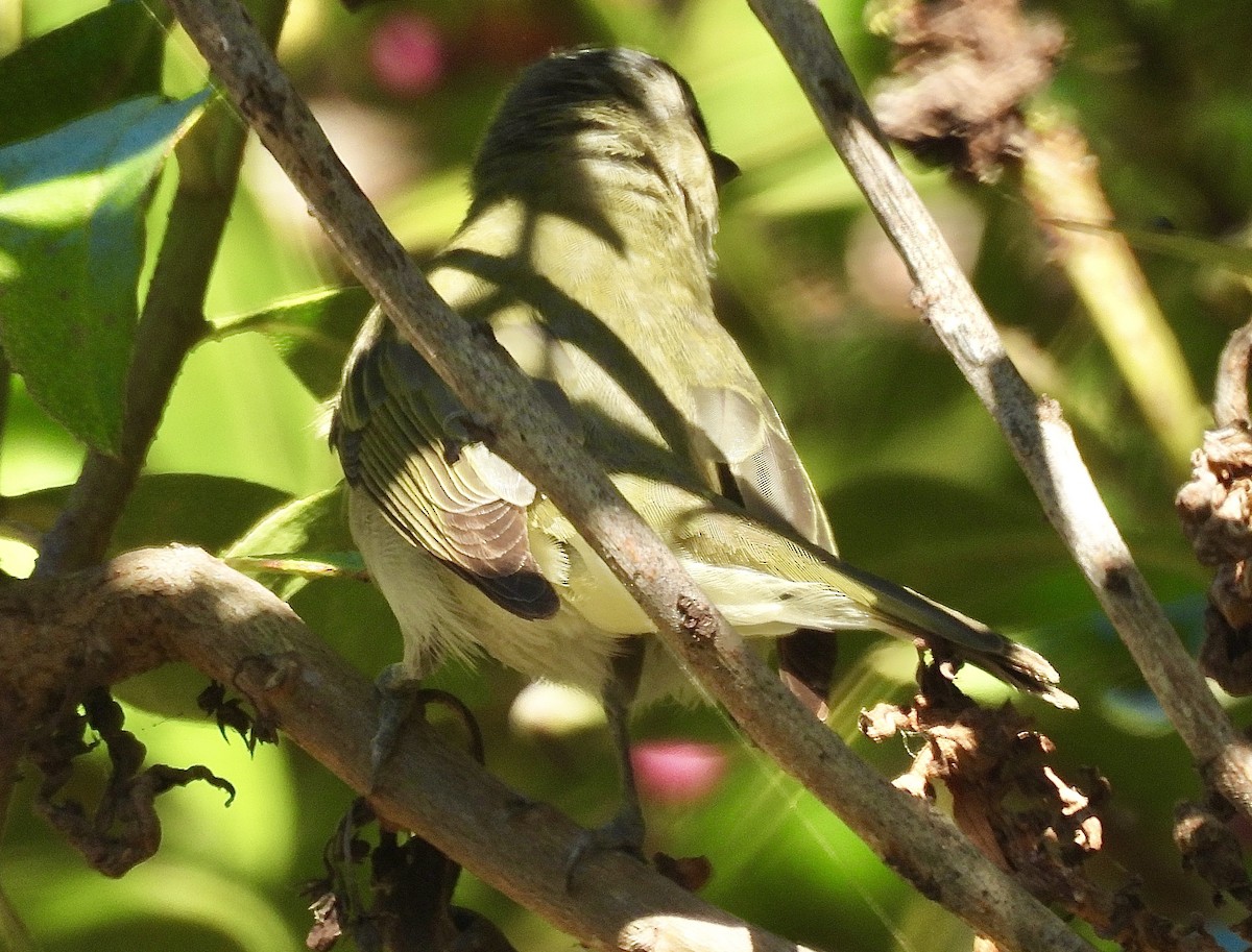 Red-eyed Vireo - ML623848641
