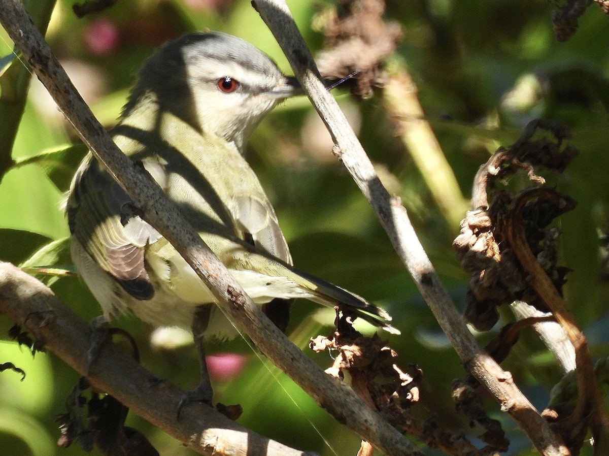 Red-eyed Vireo - ML623848642