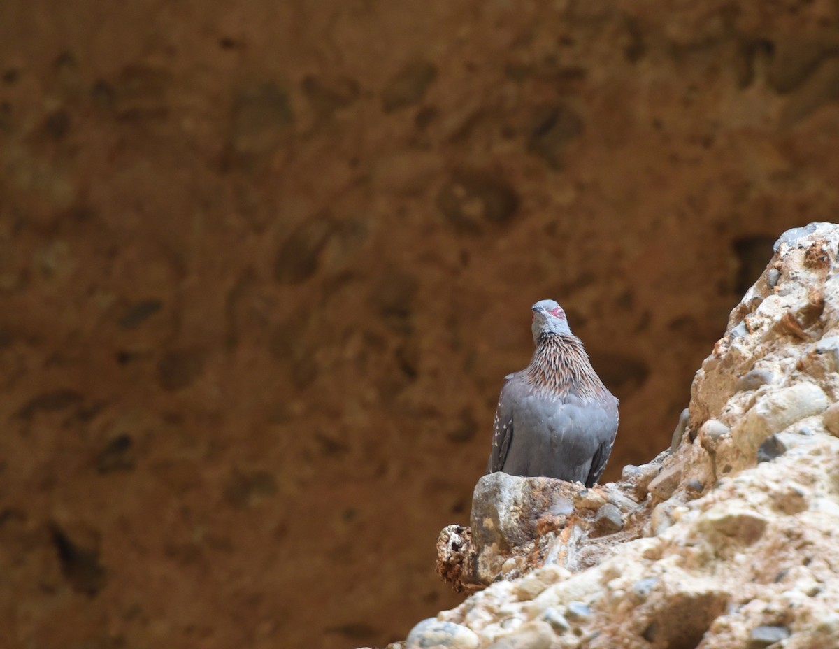 Pigeon roussard - ML623848653